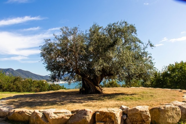 big olive tree