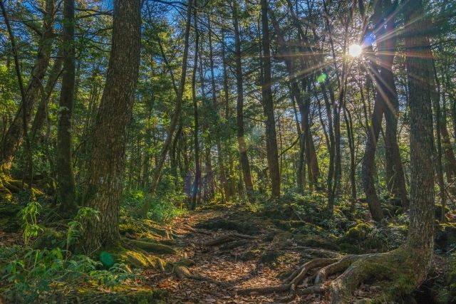Aokigahara Sea of Trees